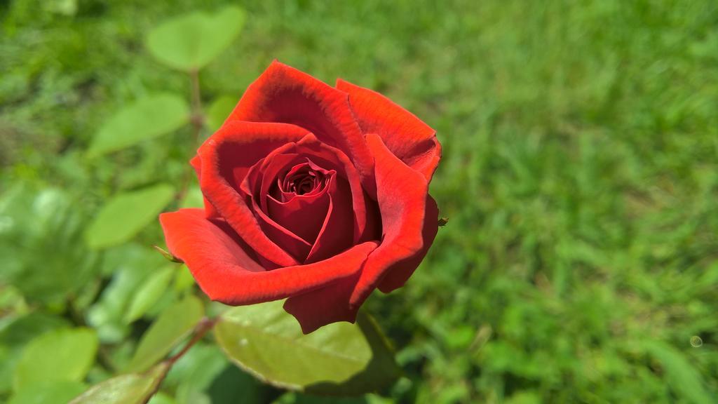 La Corte Delle Rose B&B Praia a Mare Ngoại thất bức ảnh